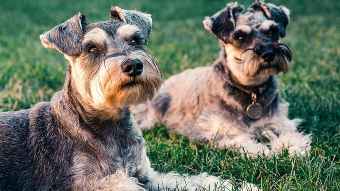 Pet-Friendly Furnished Apartments in NYC